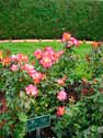 leif erickson rose garden